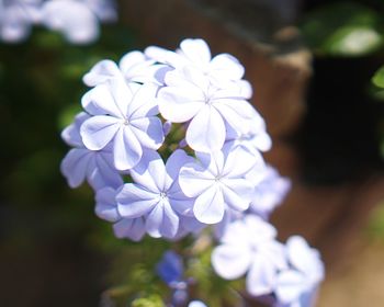 Close-up of white flowering plant