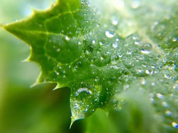 Close-up of raindrops on leaves