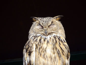 Close-up portrait of owl perching on black background