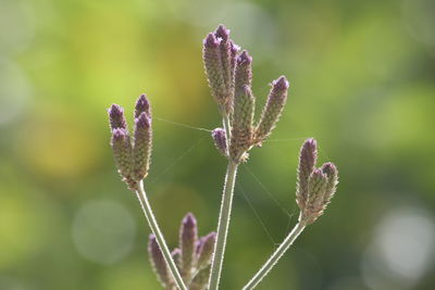 Close-up of plant