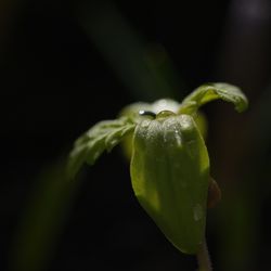 Close-up of water drop on black background