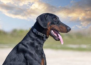 Close-up of dog on field