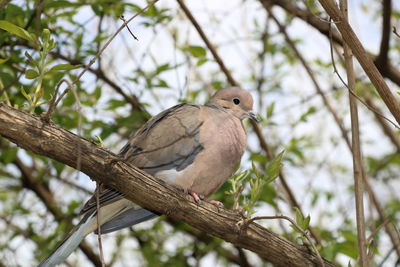 Low angle view of bird perching on tree