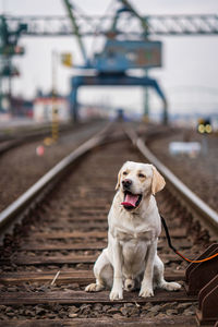 Portrait of a dog on railroad tracks. labrador retriever.