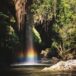 Scenic view of waterfall in forest