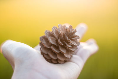 Cropped hand of woman holding pine cone outdoors