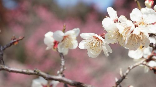 Close-up of cherry blossoms in spring