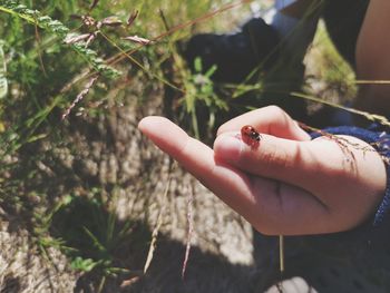 Close-up of hand holding small insect