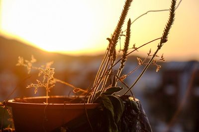 Close-up of fresh grass against sky during sunset