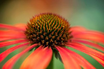 Macro shot of red flower