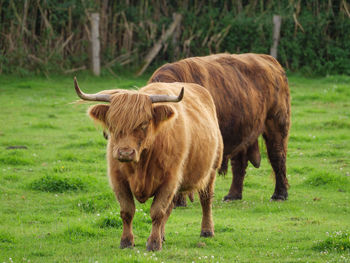 Cows on a westphalian meadow