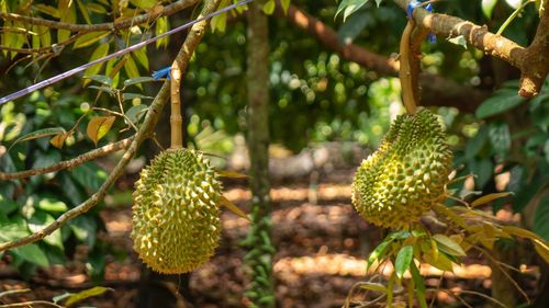 Close-up of fruit growing on tree