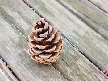 High angle view of pine cone on table