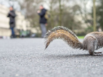 Squirrel on footpath at park