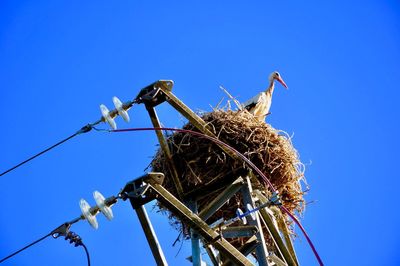 Low angle view of birds on nest against clear blue sky