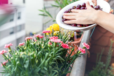 Cropped hand of woman holding plant