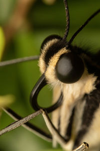 Close-up of insect on metal fence