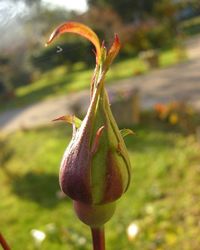 Close-up of flower bud