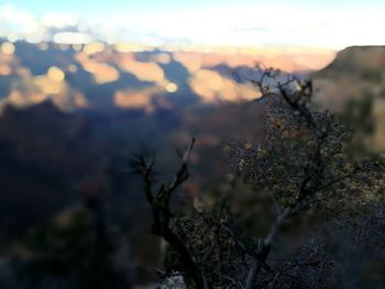 Close-up of silhouette tree against sky