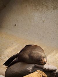 High angle view of animal sleeping on land