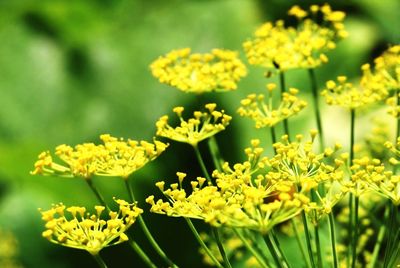 Close-up of yellow flowers blooming outdoors