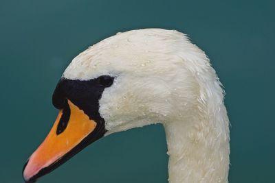 Close-up of swan