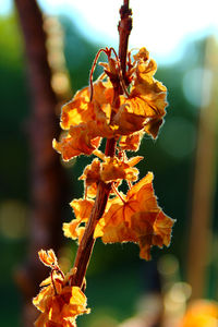 Close-up of yellow flowering plant