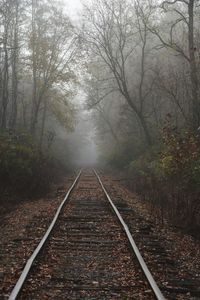 View of railroad tracks in forest