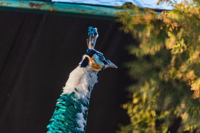 Close-up of a peacock