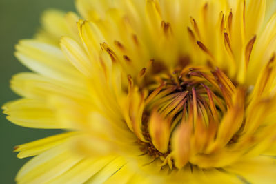 Close-up of yellow flower blooming outdoors