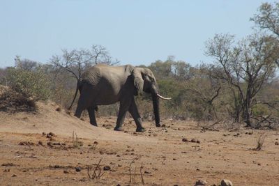 Elephant walking on landscape against clear sky