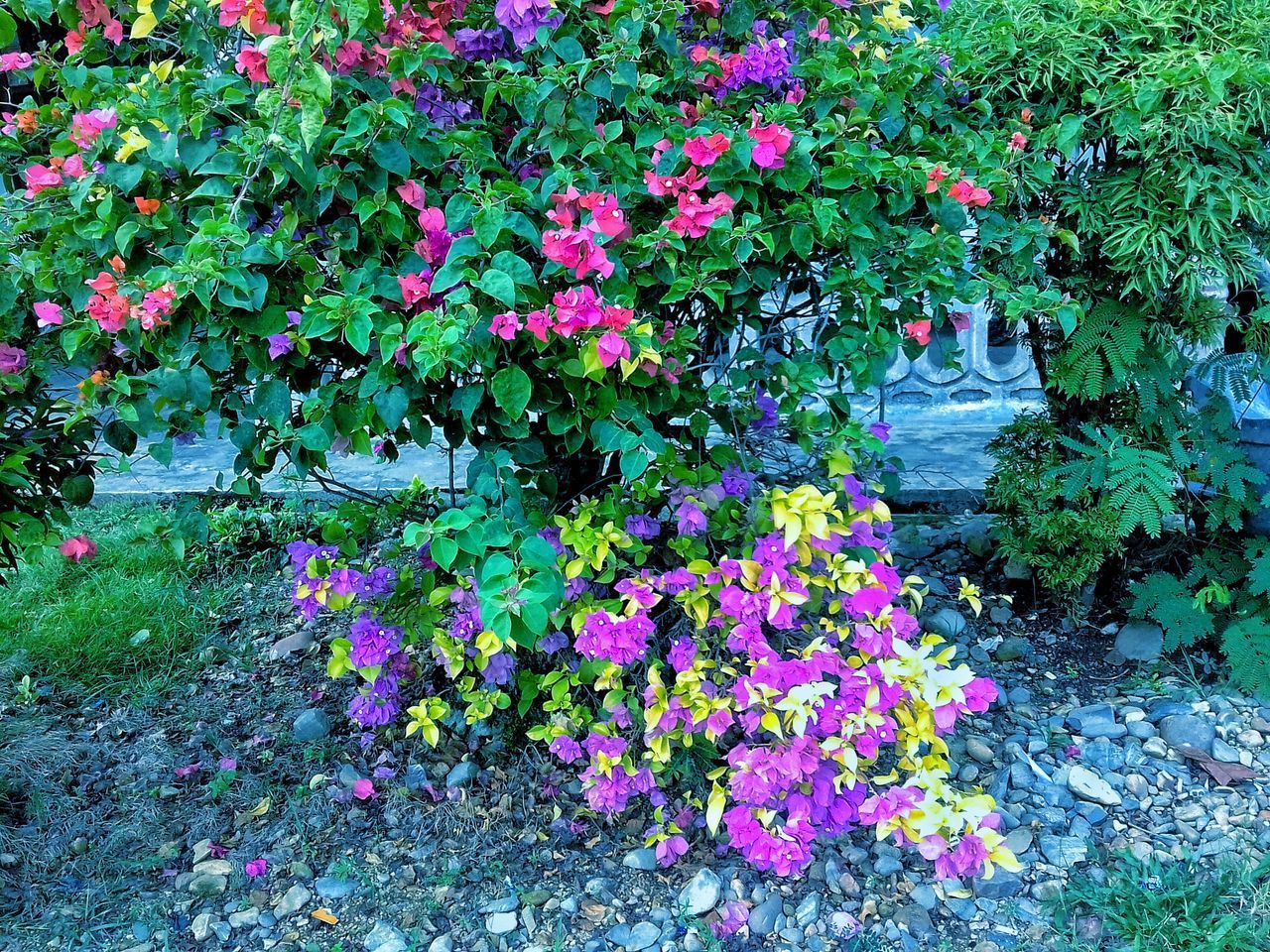 PINK FLOWERING PLANTS AGAINST PURPLE WALL