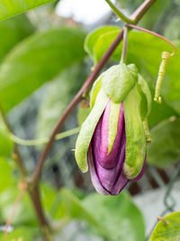 Close-up of flower growing on plant