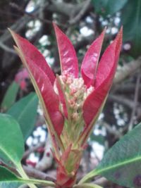 Close-up of red flower blooming outdoors