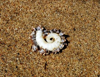 High angle view of shells on sand