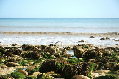 Scenic view of sea against clear sky