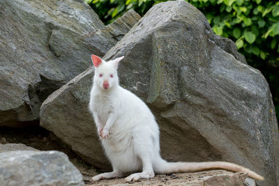 White cat sitting on rock