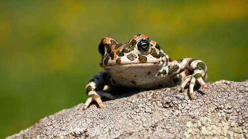 Close-up of a reptile on rock