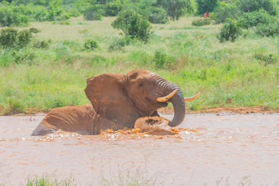 An african elephant in the water for a quick dip