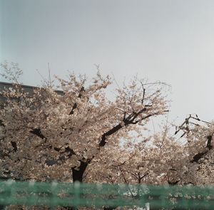 Close-up of pink flowers on tree