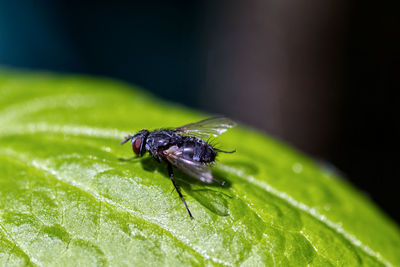 Close-up of fly on leaf