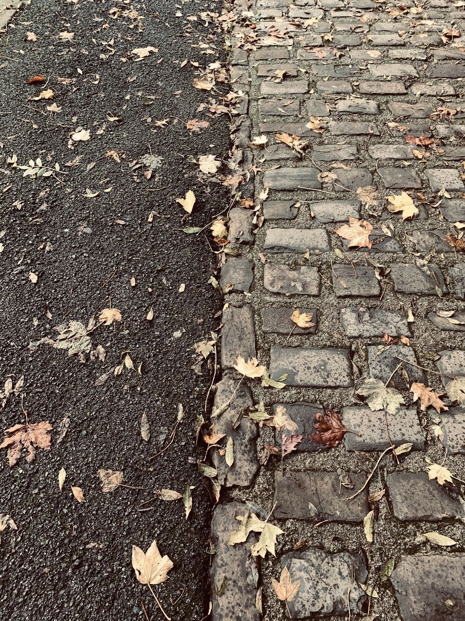 HIGH ANGLE VIEW OF LEAVES ON FOOTPATH