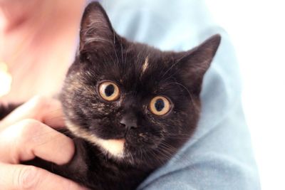 Close-up of hand holding cat