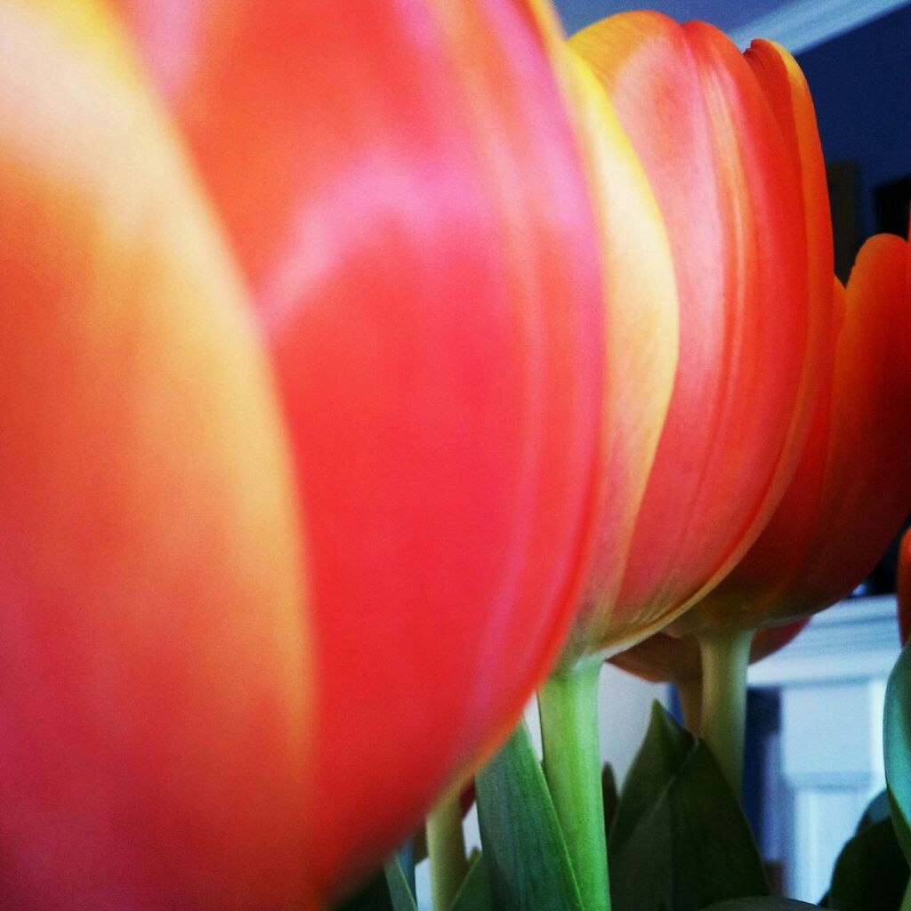 red, freshness, flower, petal, tulip, close-up, fragility, growth, flower head, orange color, focus on foreground, nature, beauty in nature, plant, indoors, no people, day, vibrant color, stem