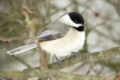 Close-up of bird perching on tree