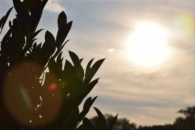 Close-up of silhouette plant against sky at sunset