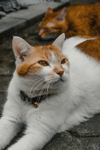 Close-up of cat