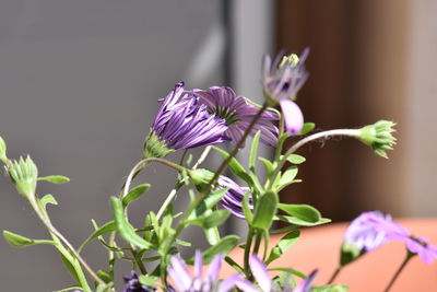 Close-up of purple flowering plant