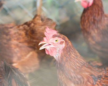 Close-up of rooster