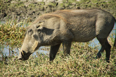 Warthog - wild boar of south africa